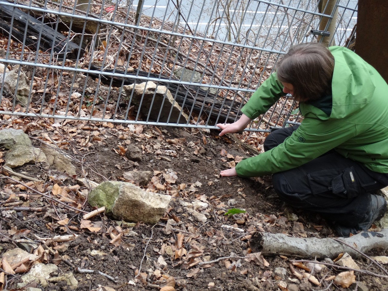 Unsere FSJlerin Hannah Loh zeigt, durch welch geringen Spalt sich die Eindringlinge durchquetschten, nachdem sie die schützende Stein- und Erdanfüllung weggeschafft hatten (Foto: M. Baales)