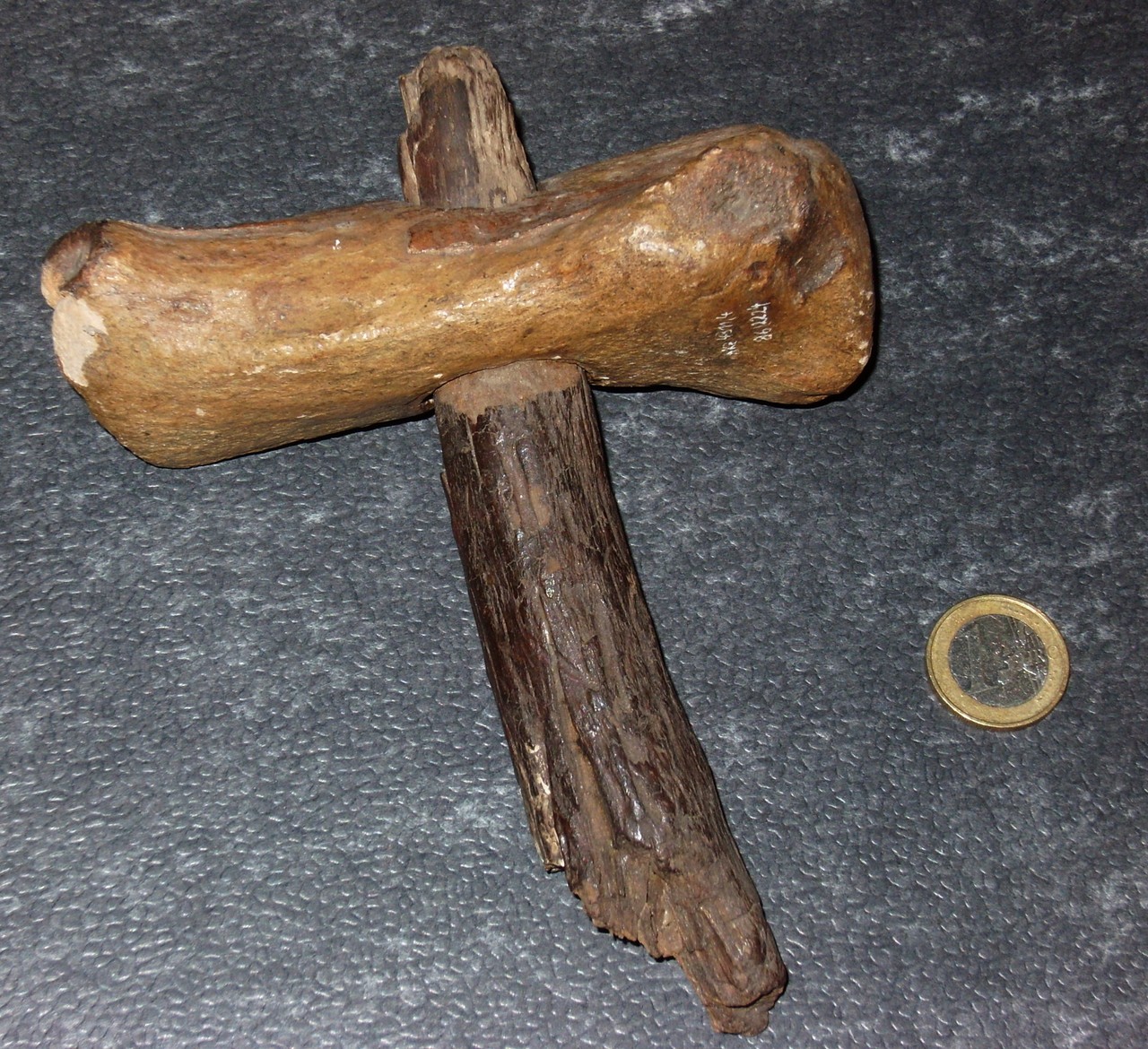 Ein seltenes Stück: Geweihbeilklinge mit erhaltenem Stielrest aus Ahorn, aufbewahrt im Museum Werne