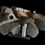 Die Archäologen konnten am Lyggengraben zahlreiche mittelalterliche (im Hintergrund Keramik und ein Schweinekiefer) und linearbandkeramische (vorne die typischen bandverzierten Keramikscherben und Feuersteinartefakte) Funde bergen. – Foto: LWL-AfW Olpe/T. Poggel (vergrößerte Bildansicht wird geöffnet)