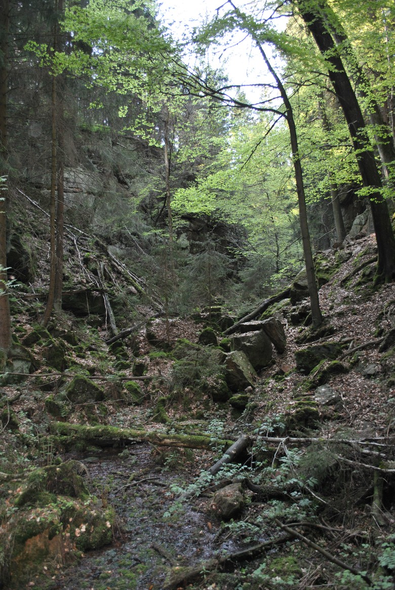 Der östliche Einschnitt (Foto: F. Jürgens).