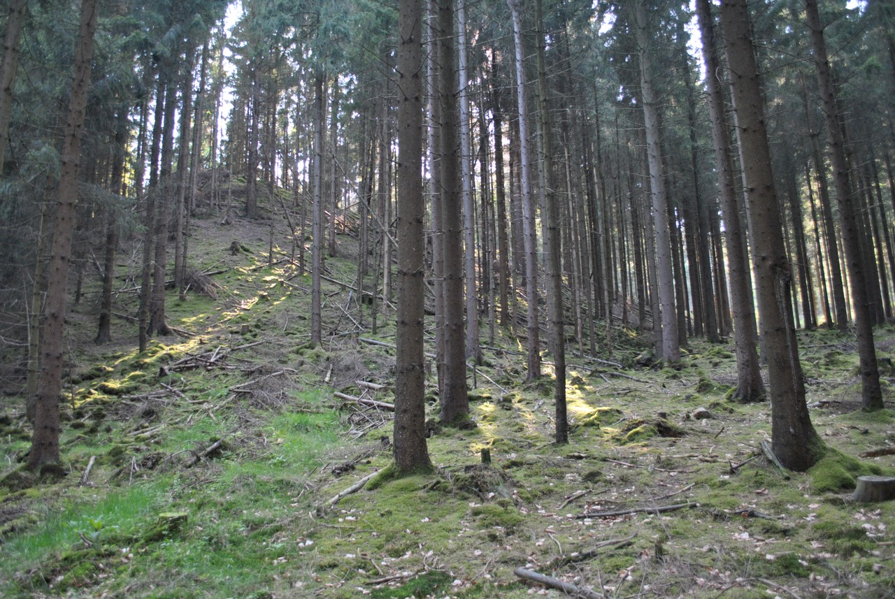 Der Blick auf das abrupte Ende des mächtigen Bahndammes (Foto: F. Jürgens).
