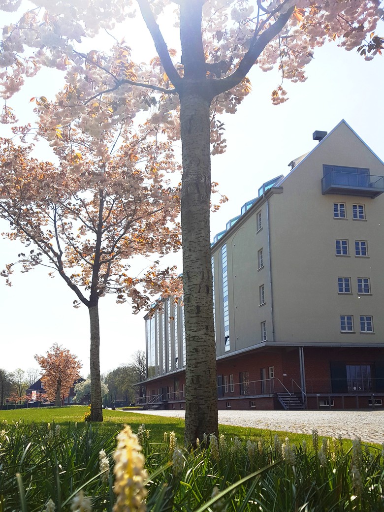 Die Zierkirschen „Prunus serrulata 'Shirofugen'“ und weißen Perlhyazinthen in voller Blütenpracht (Foto: LWL-Archäologie für Westfalen/A. Karsten).