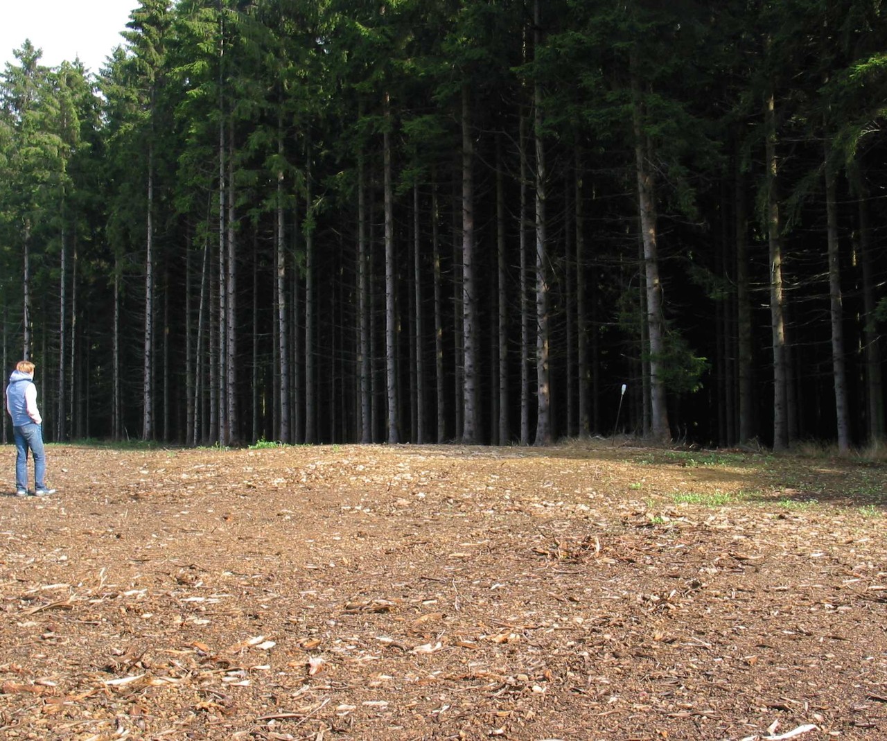 Grabhügel im HSK. Zur Anlage einer neuen Weihnachtsbaumplantage wurde der Grabhügel – Bildmitte – durch Fräsen weitgehend zerstört. Eine Notgrabung dokumentierte dann die noch erhaltenen Reste (LWL-AfW Olpe/Hermann Menne).