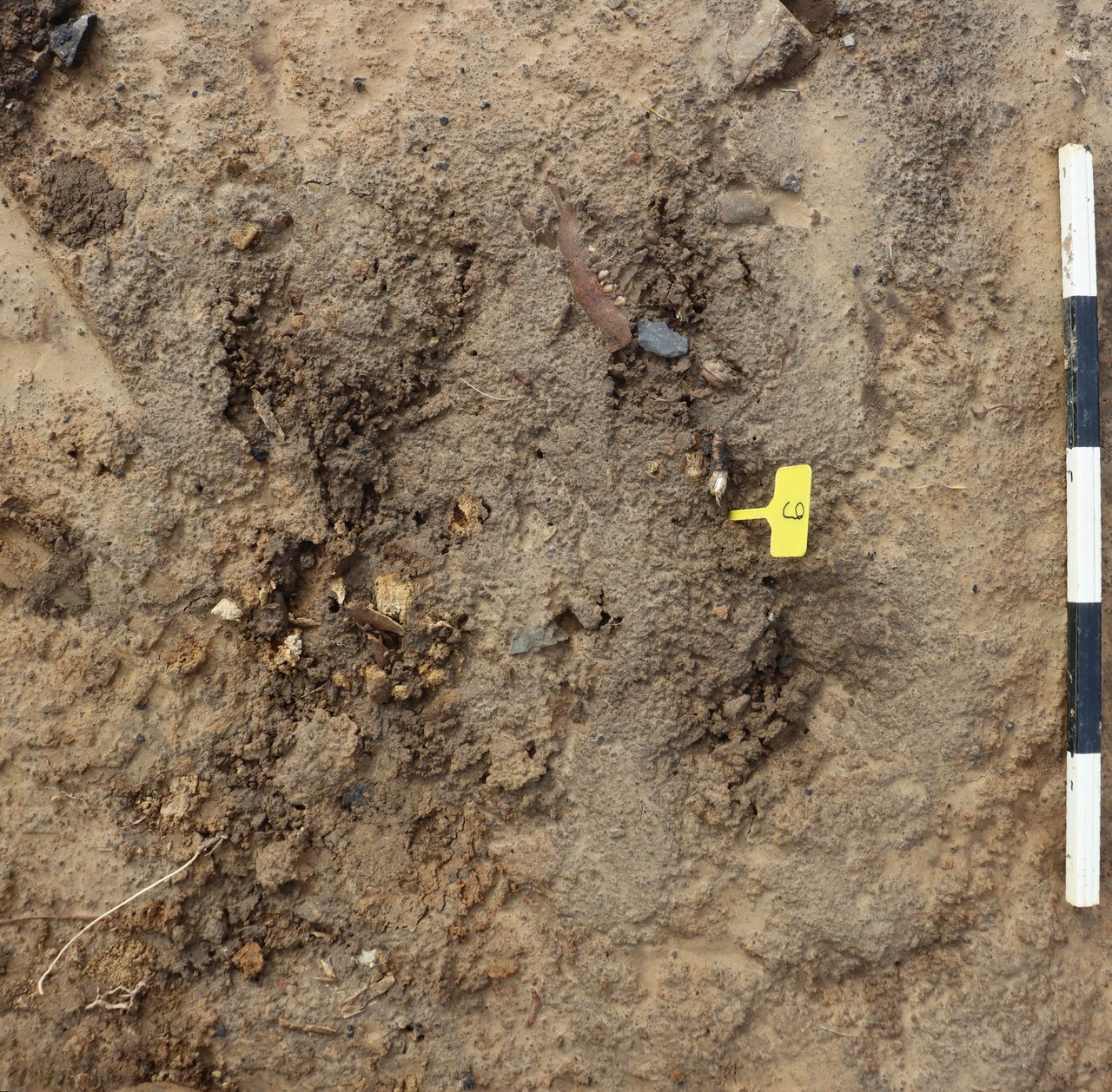 Verfärbungen mit Knochenresten fielen den Fachkräften direkt nach ihrer Ankunft an der Fläche auf. – LWL-AfW Olpe/F. Geldsetzer